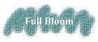 Full Bloom