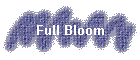 Full Bloom