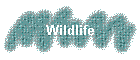 Wildlife