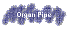 Organ Pipe