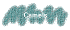 Camels