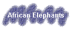 African Elephants