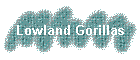 Lowland Gorillas