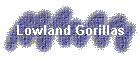 Lowland Gorillas