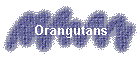 Orangutans