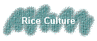 Rice Culture