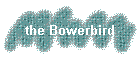 the Bowerbird