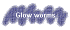 Glow worms