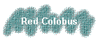 Red Colobus