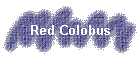 Red Colobus