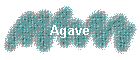 Agave