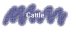 Cattle