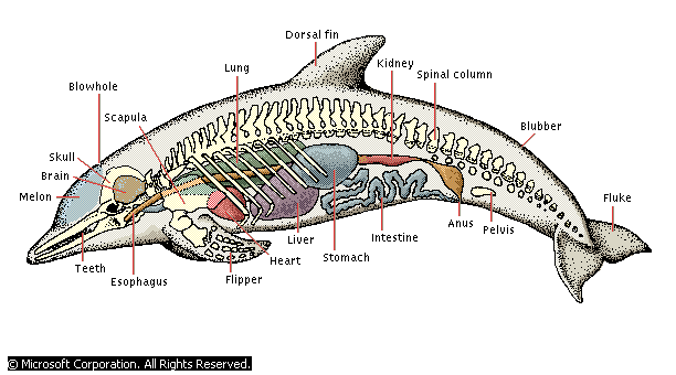 Dolphin Food